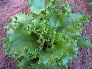 Iceberg photo iceberg1.jpg